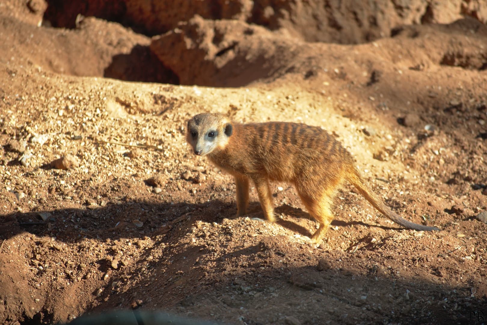 Meerkat on ground