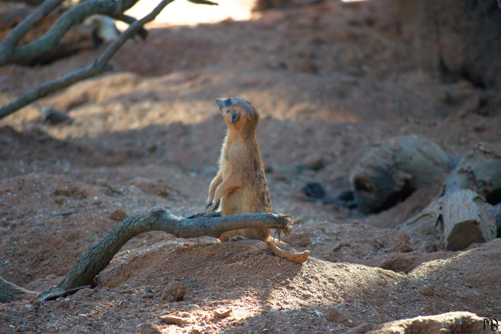 Meerkat looking up at sky