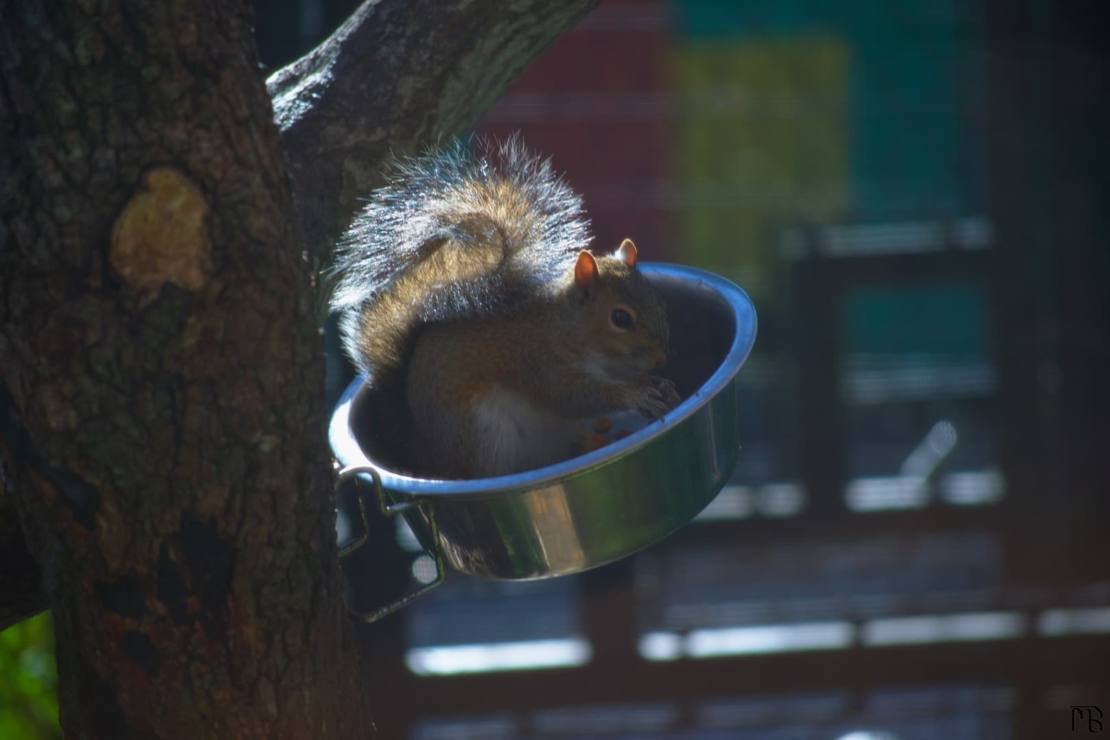 Squirrel eating food