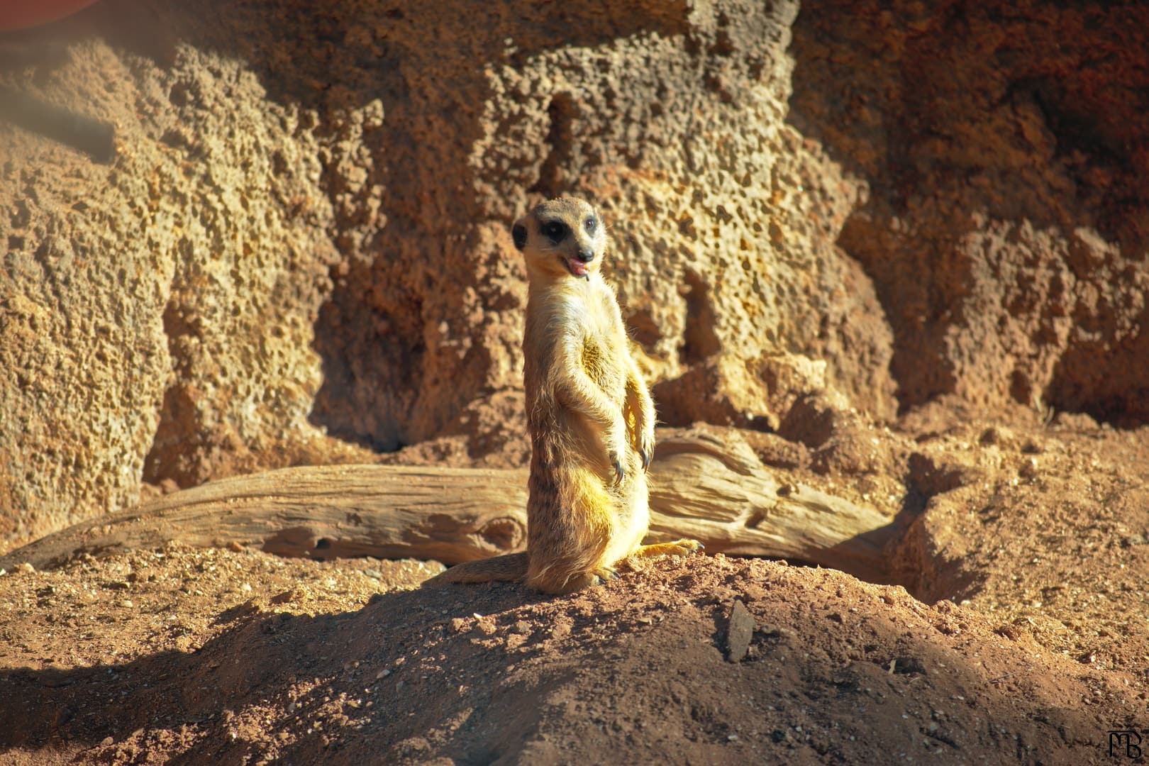 Meerkat standing watch