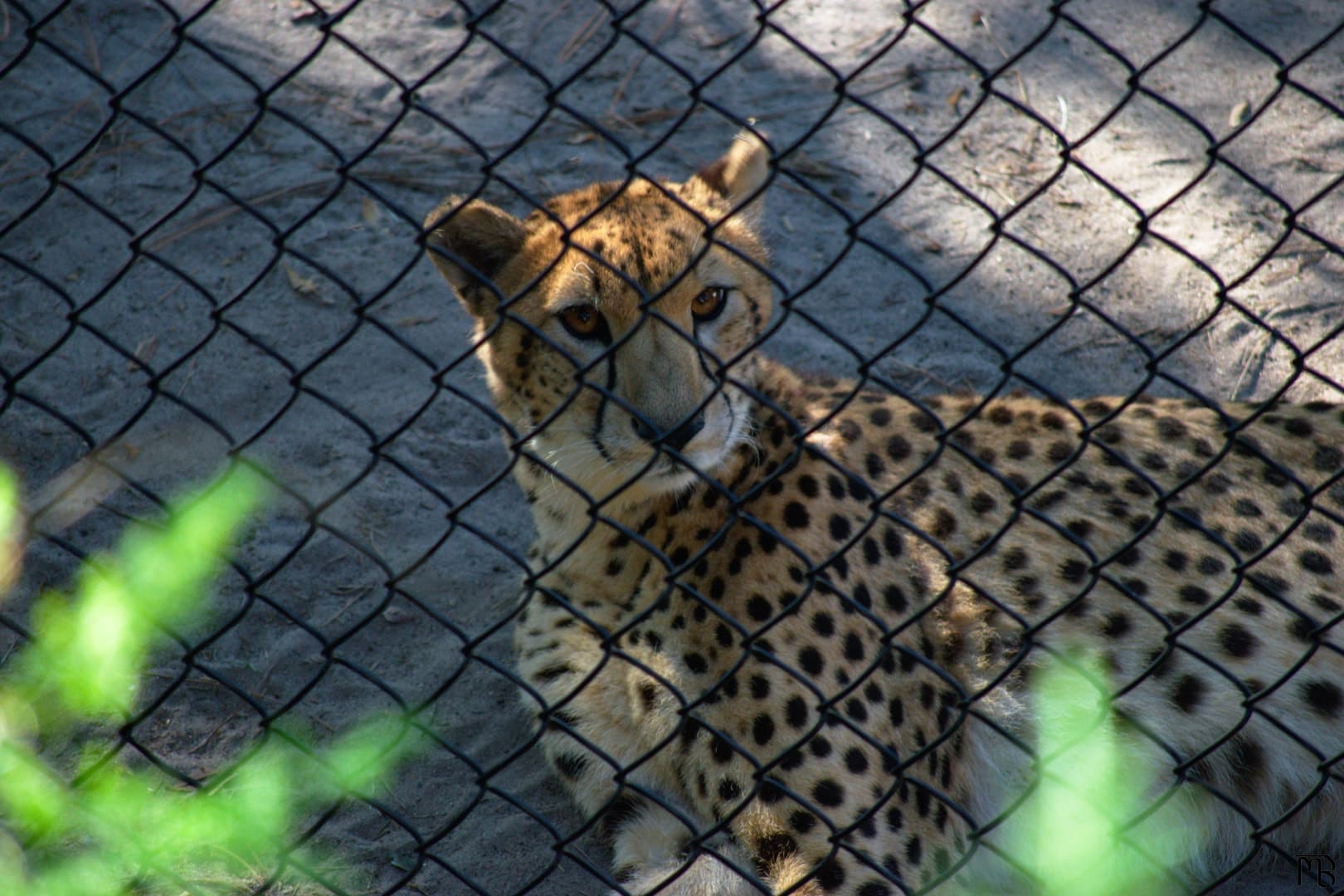 Cheetah behind fence