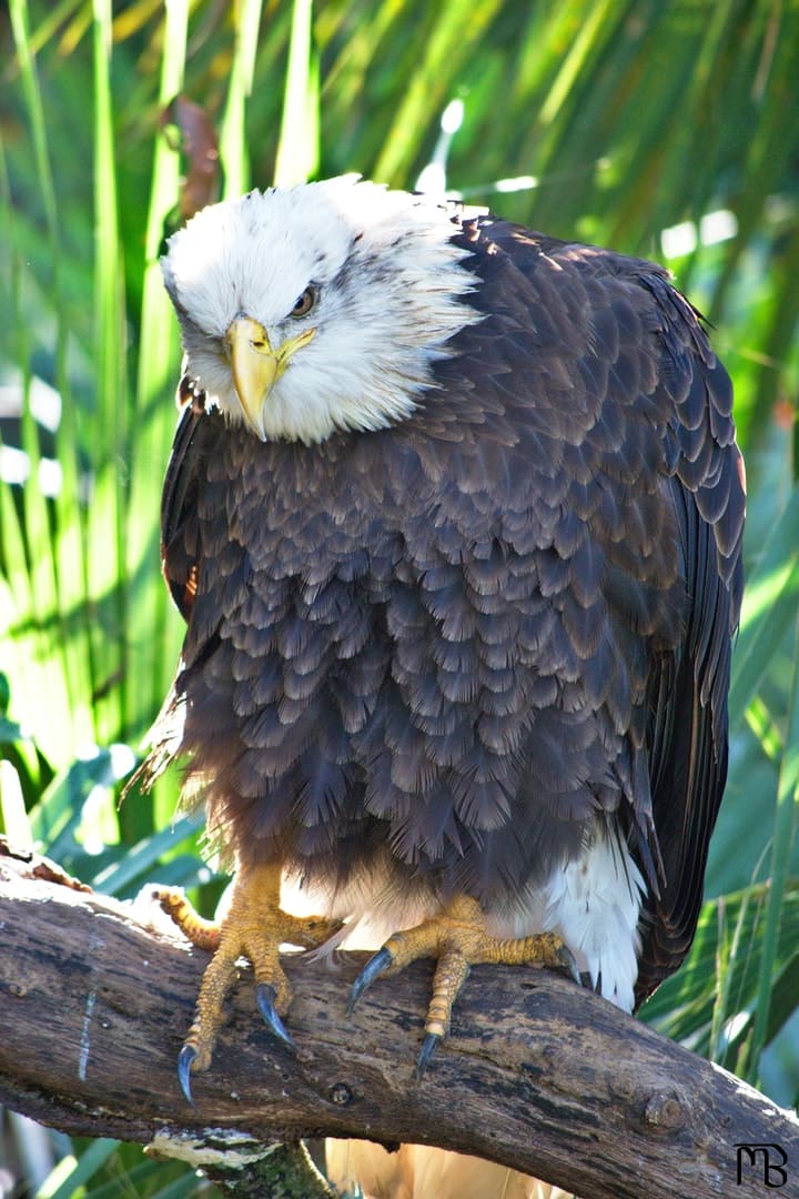 Bald eagle staring