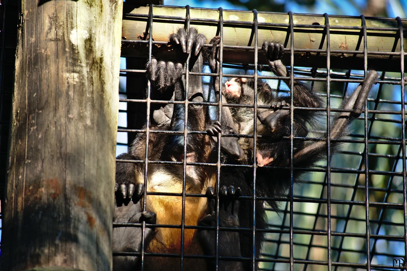 Spider monkey baby climbing