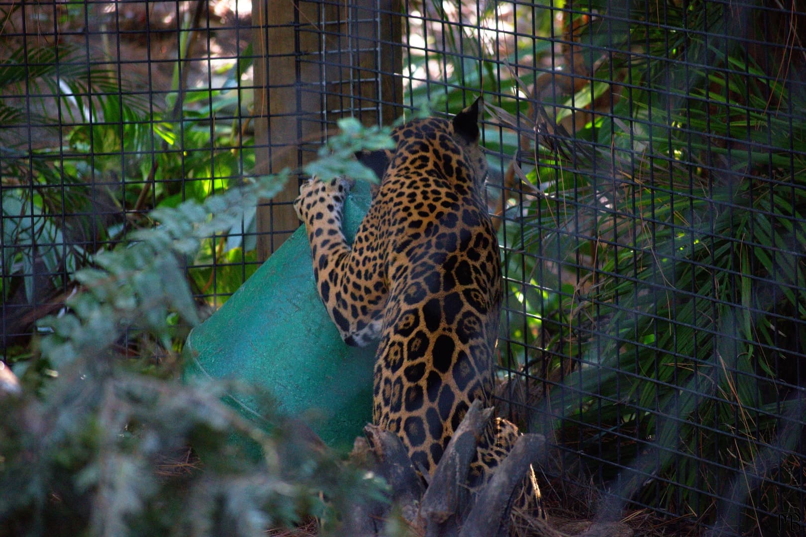 Jaguar playing