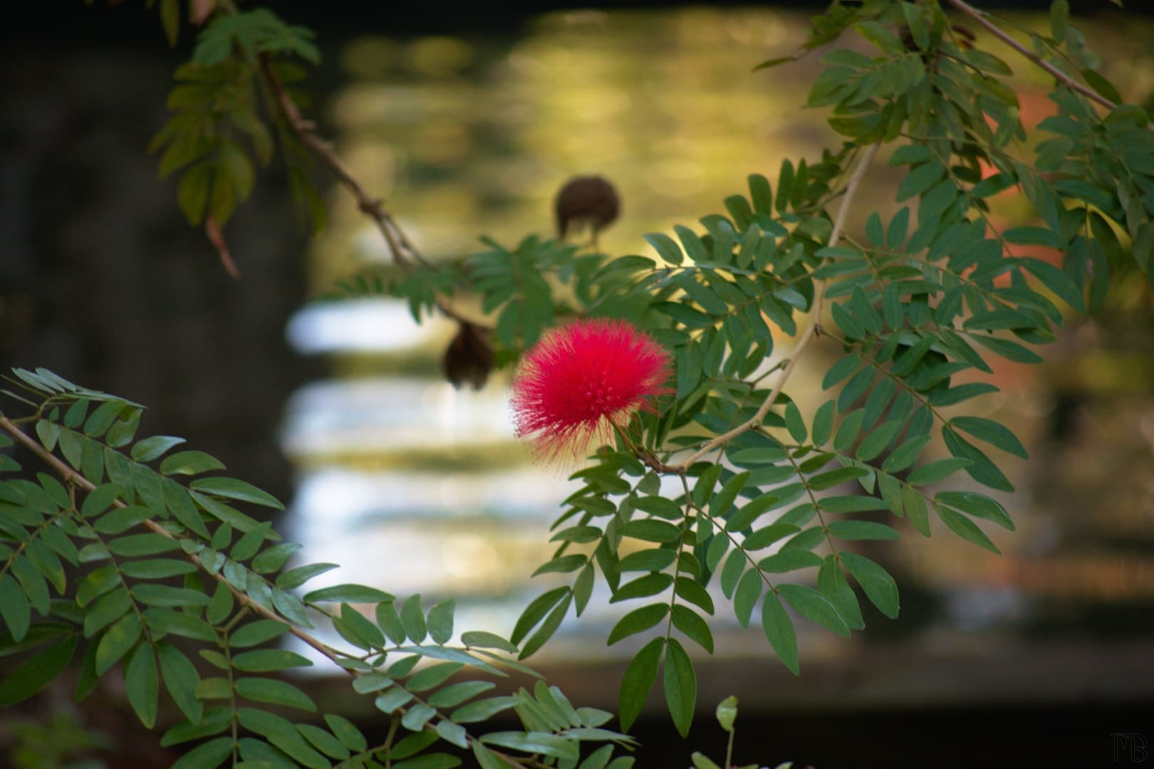 Pink flower on branch