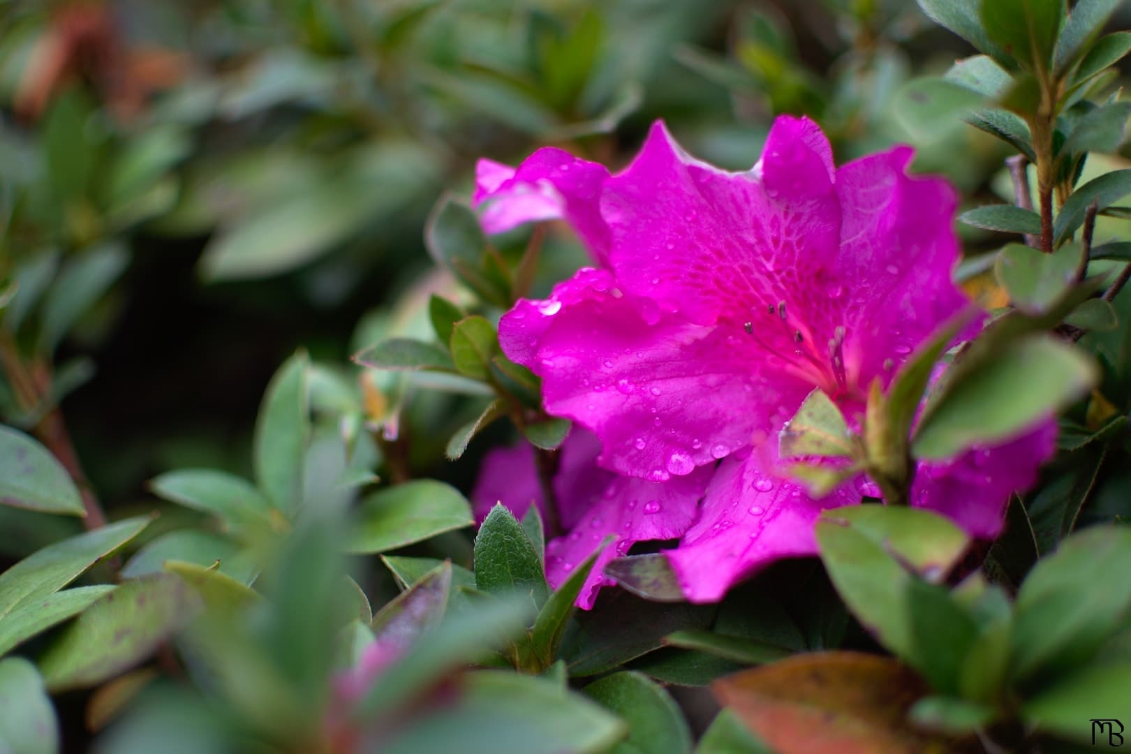 Pink flower with water droplets on bush