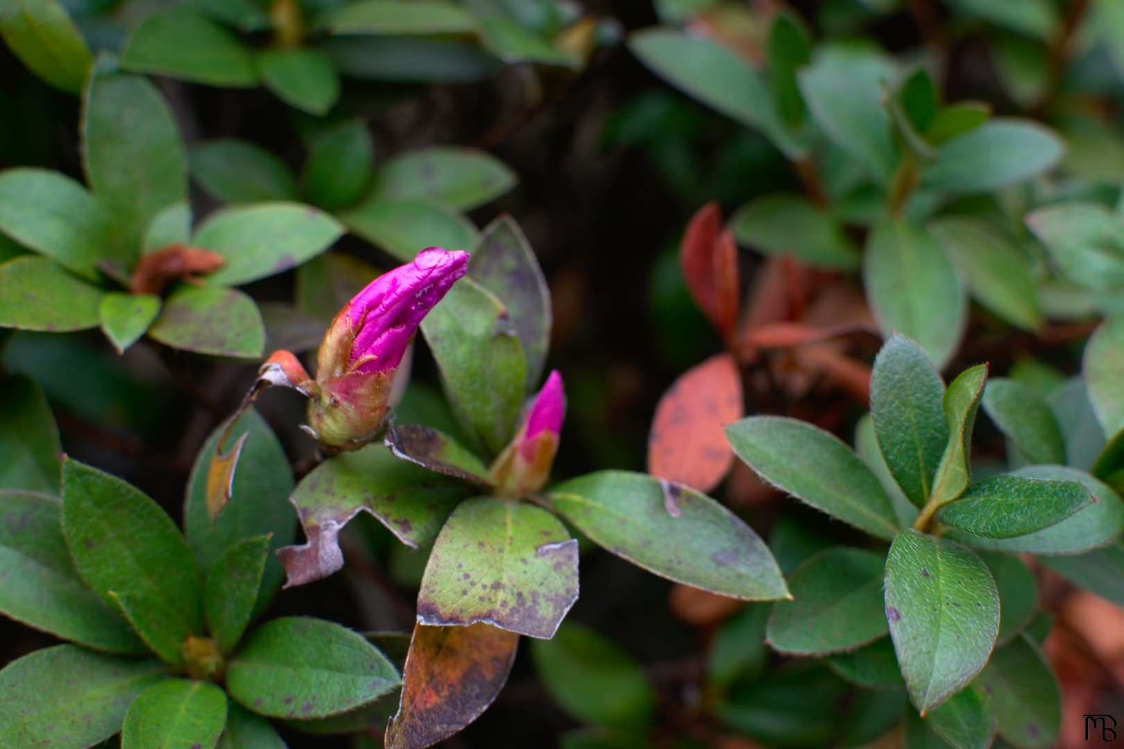 Unopened pink flower on bush