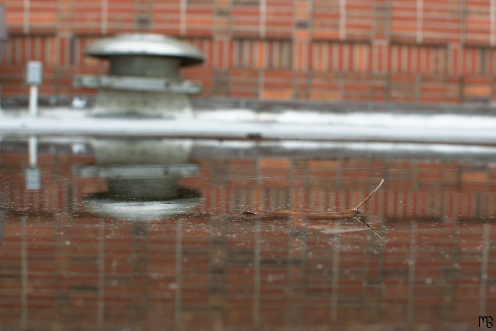 Leaf in puddle reflecting brick wall