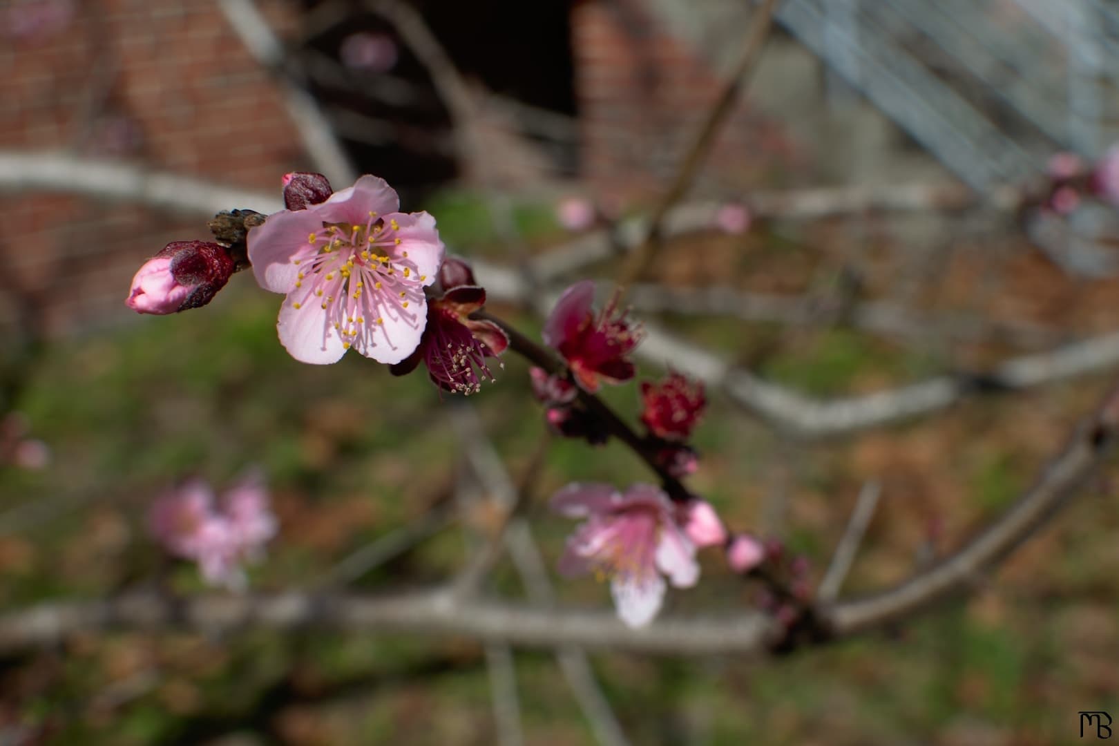 Pink flower on tree