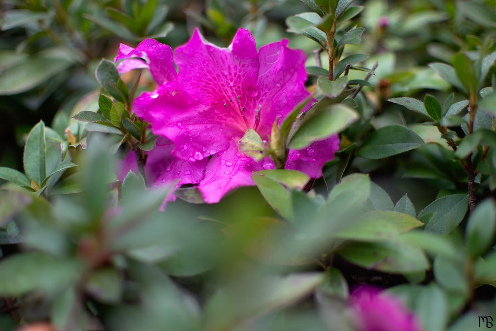 Pink flower with water droplets on bush