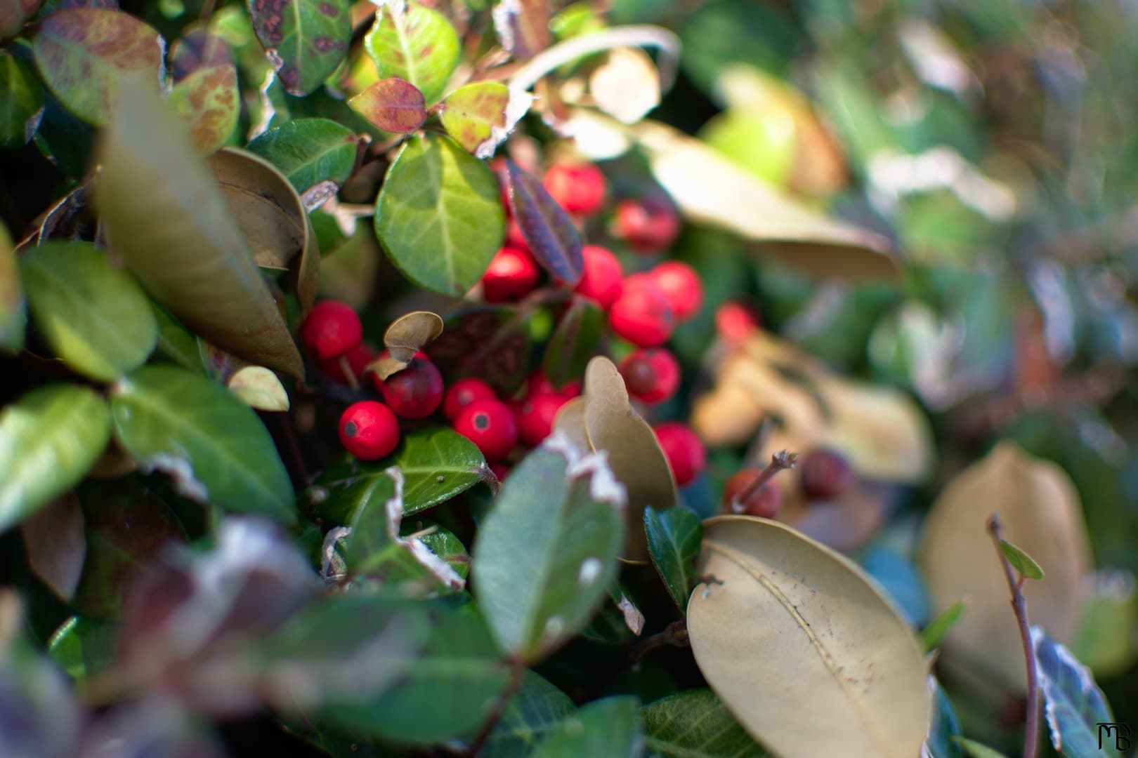 Red berries on ground