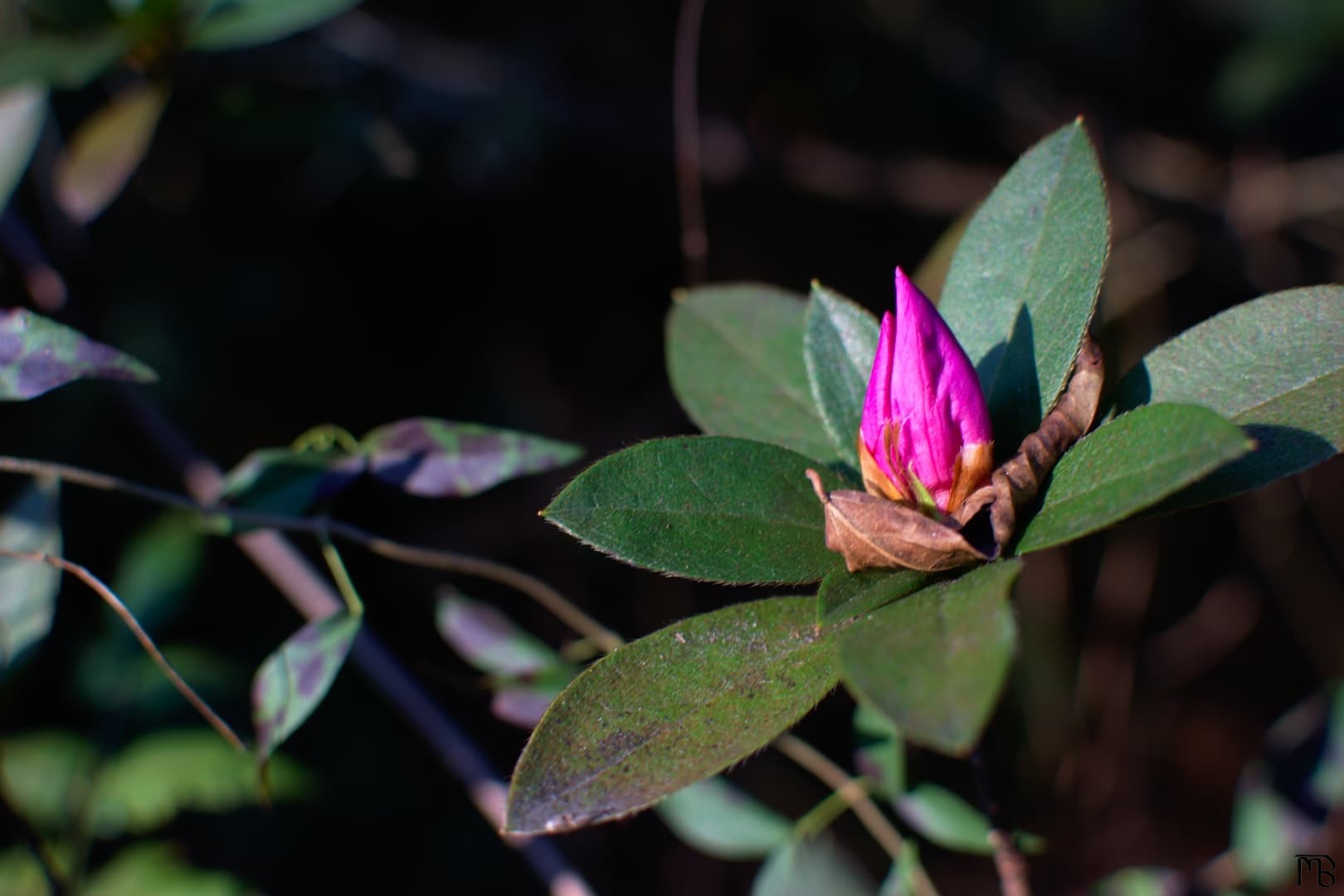 Pink flower bud