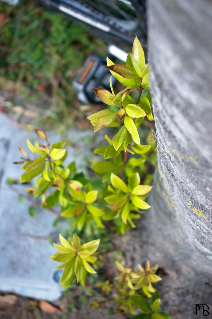 Green plan near tree