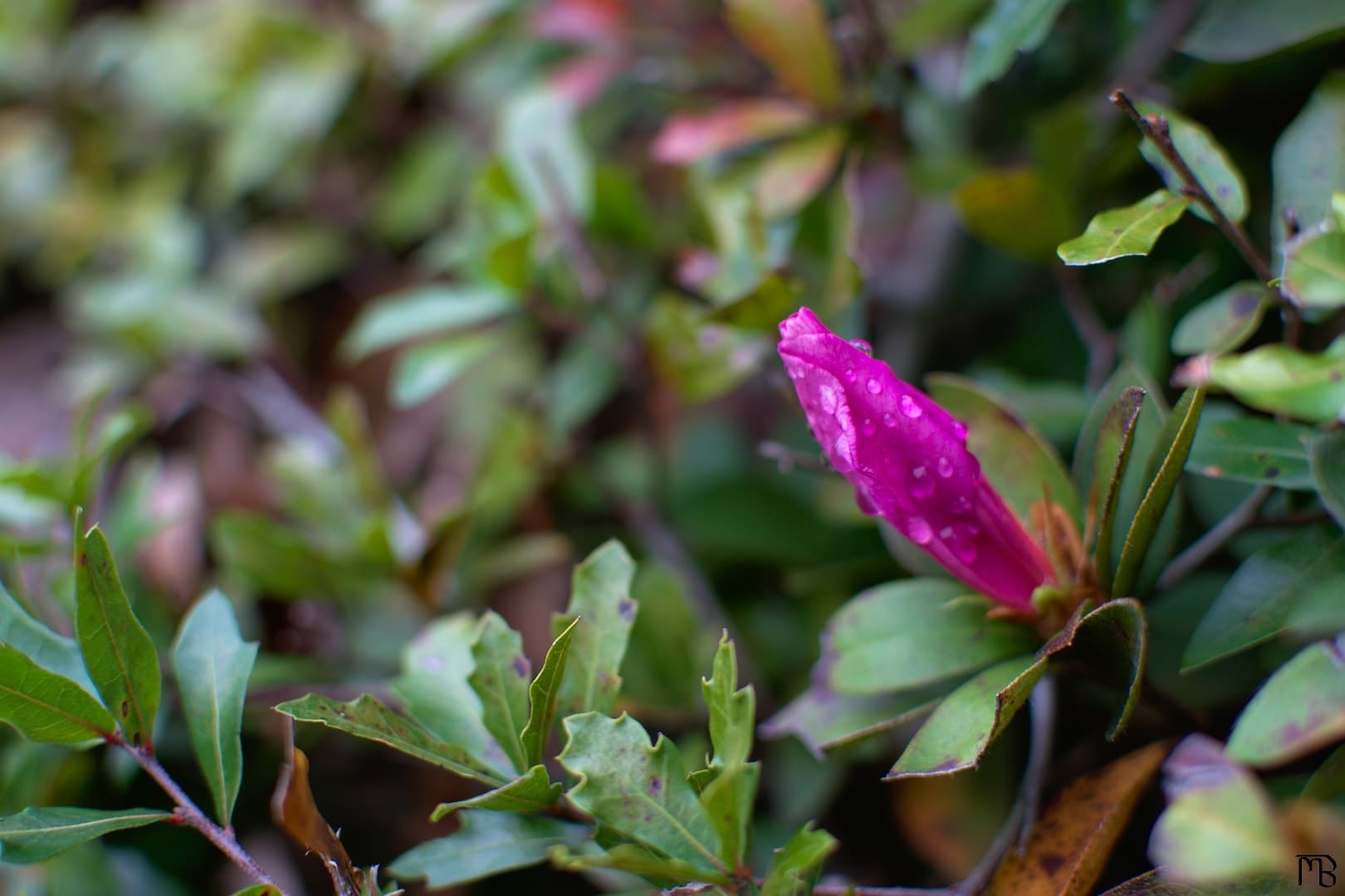 Water droplets on pink flower bud