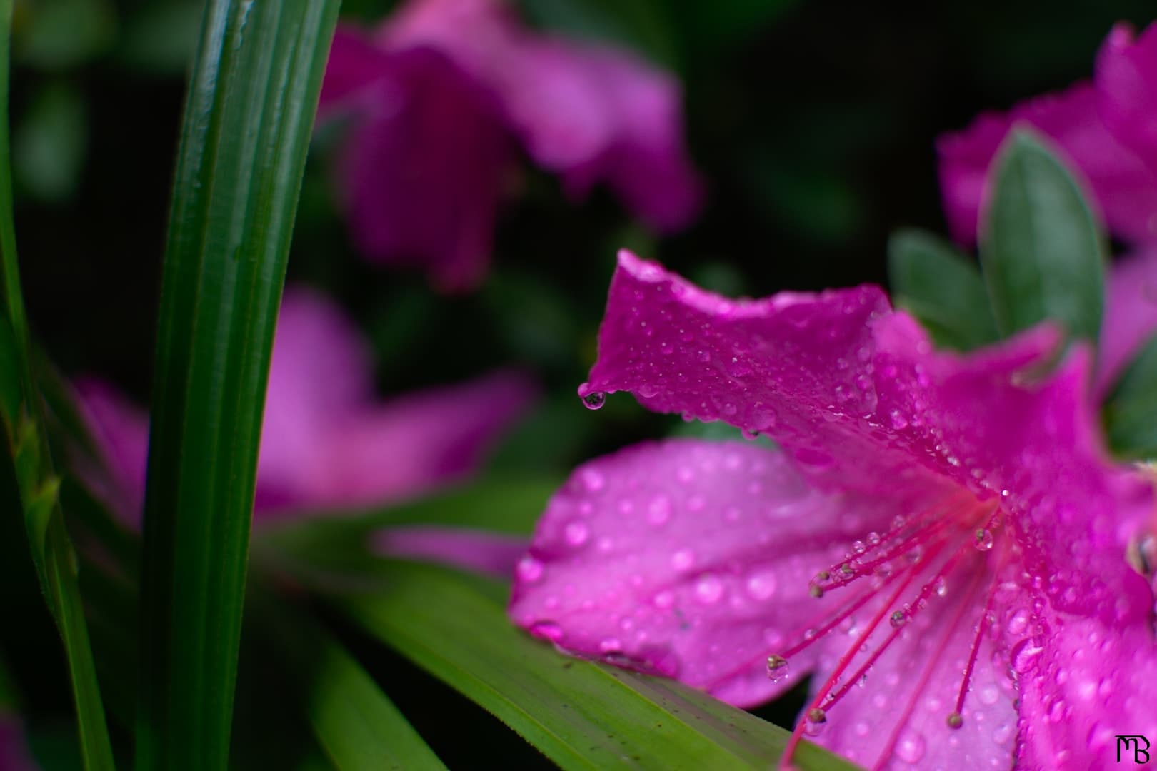 Flower droplet on pink flower