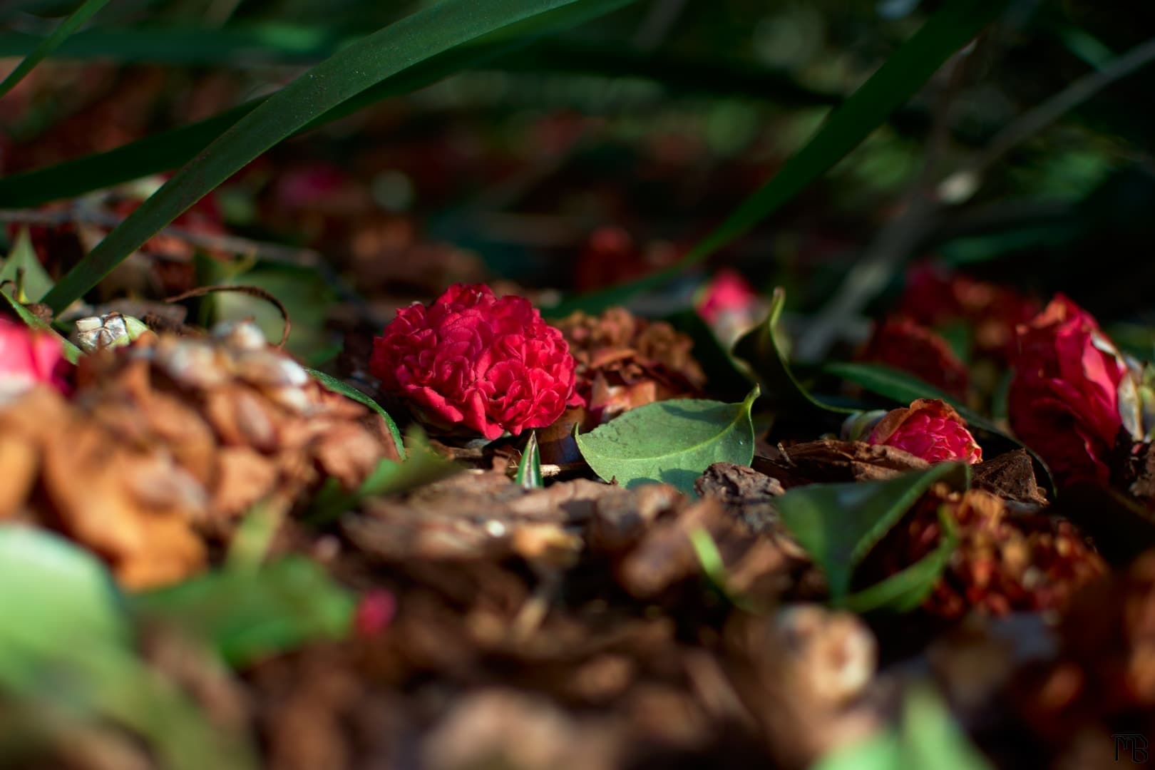 Red flower on ground