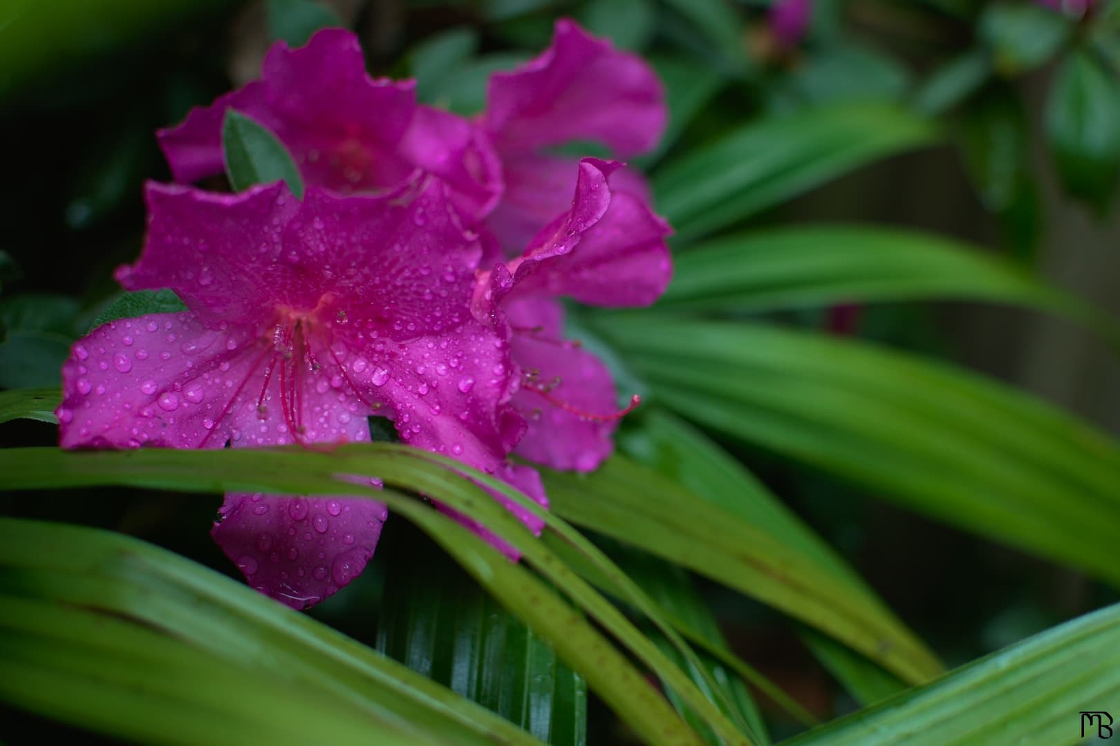 Water droplets on pink flower