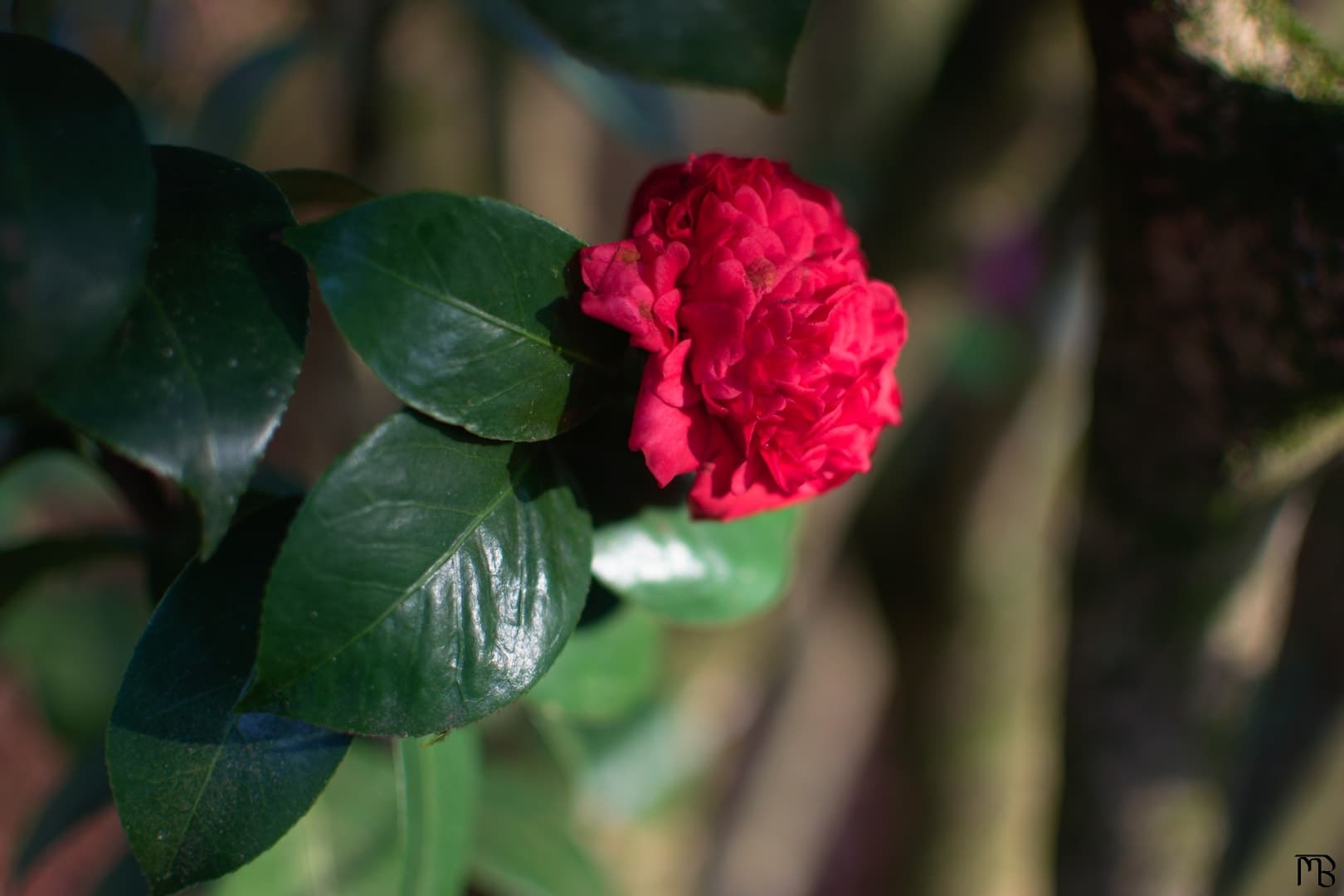 Red flower on tree