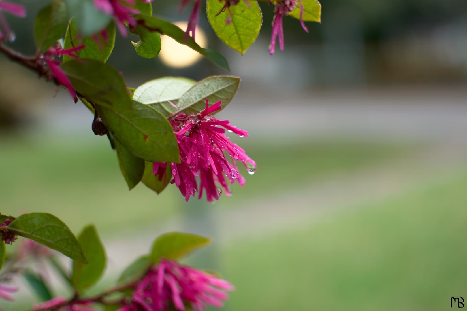 Water droplet on pink flower