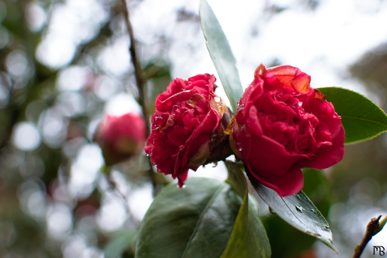 Water droplets on red flowers