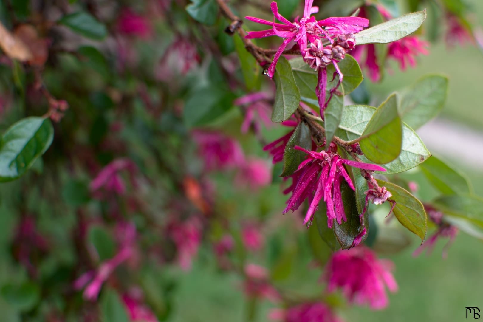 Pink flowers on branch