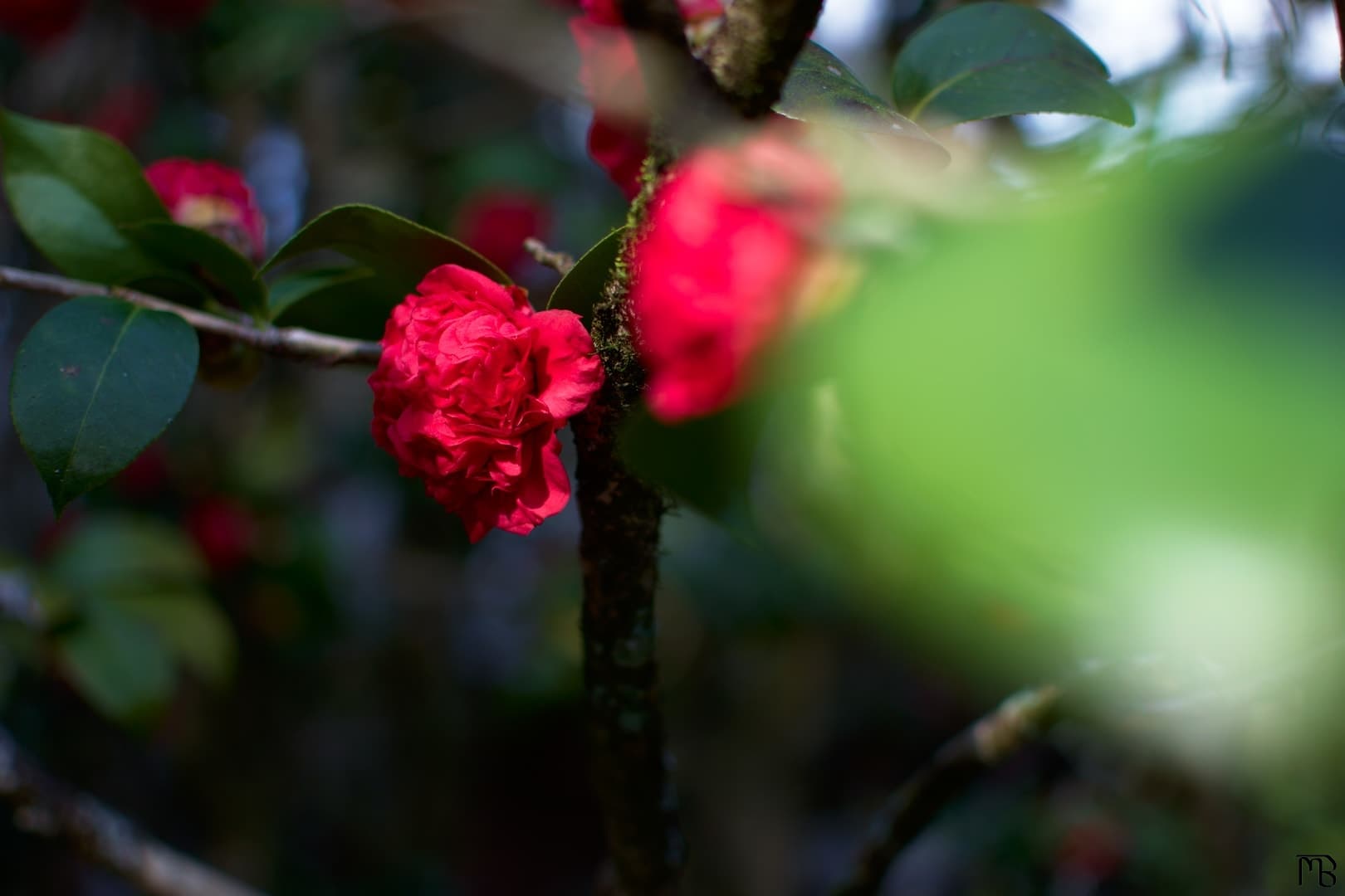 Red flower on branch