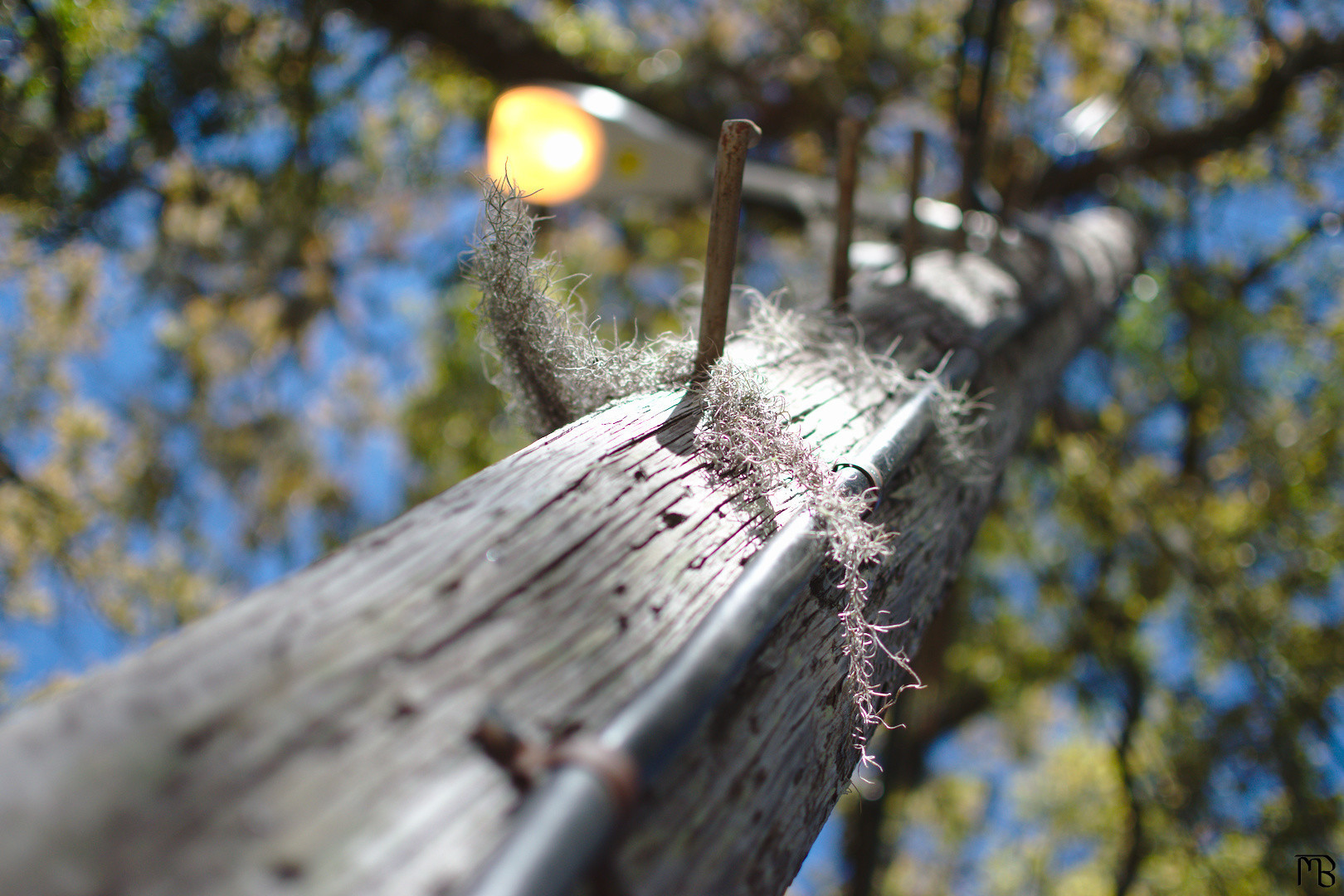 Moss on telephone pole