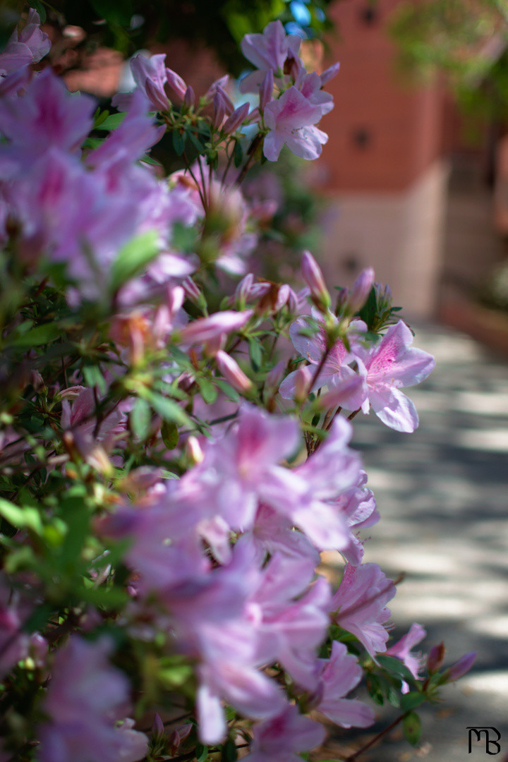 Pink flowers on bush