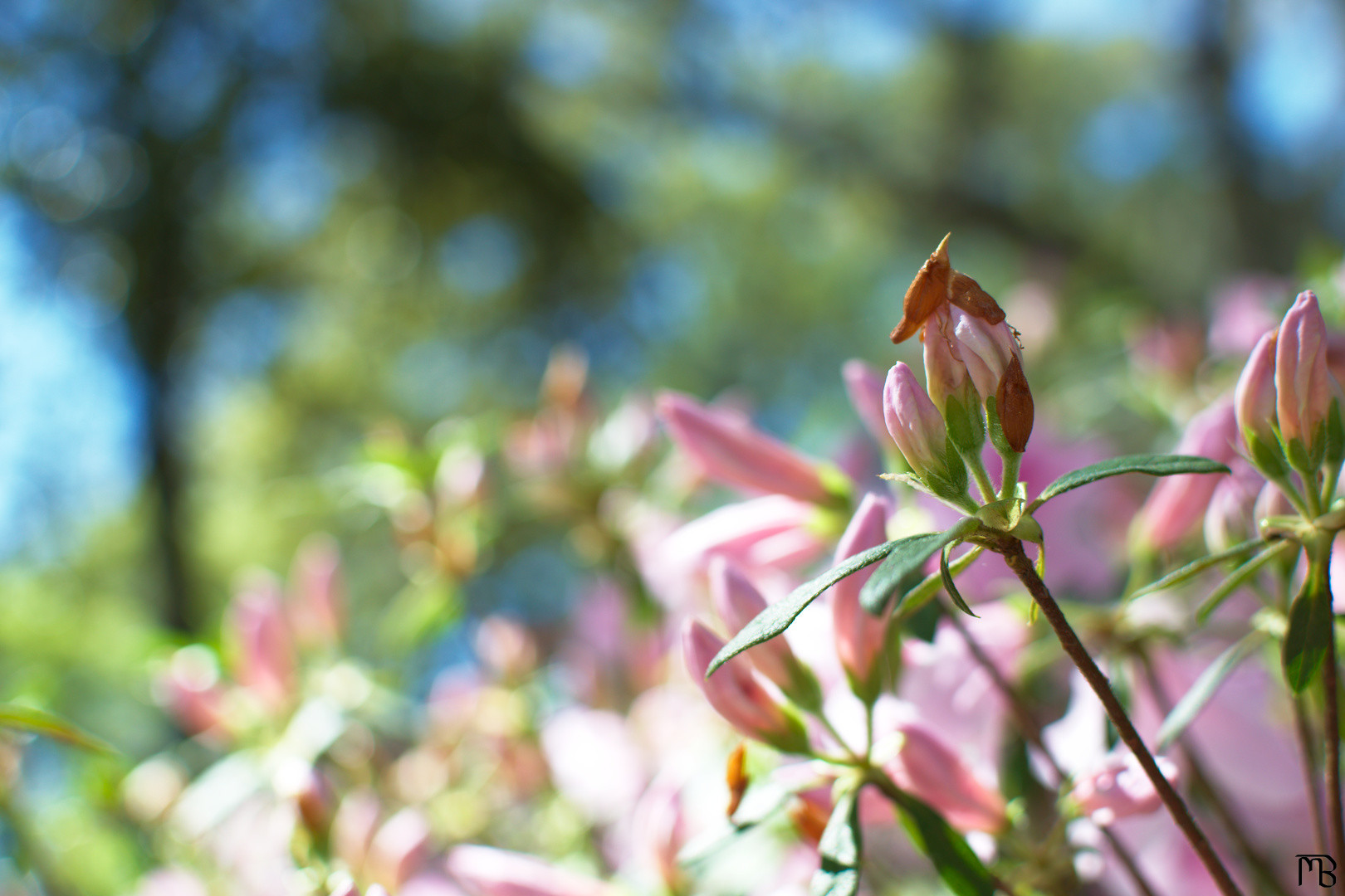 Pink flower bud in sunlight