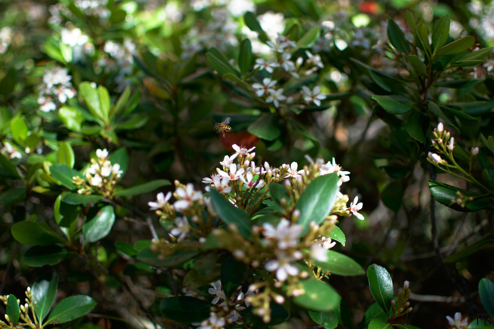 Bee flying above white flowers