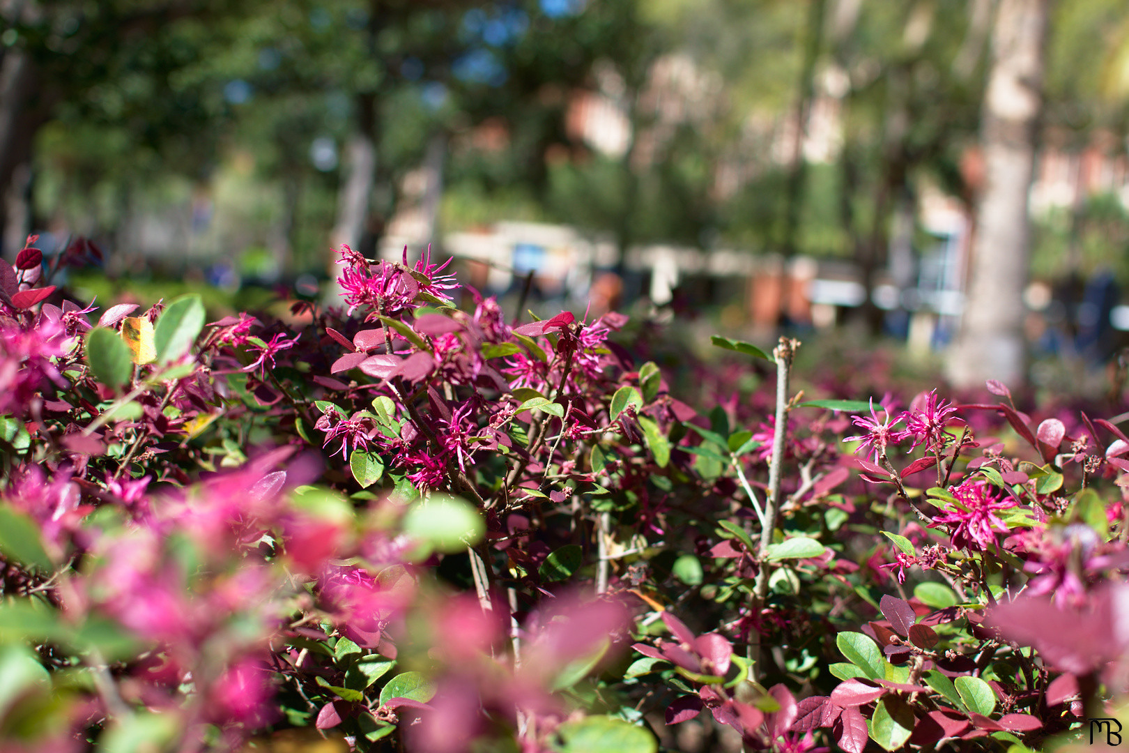 Purple flowers in sunlight