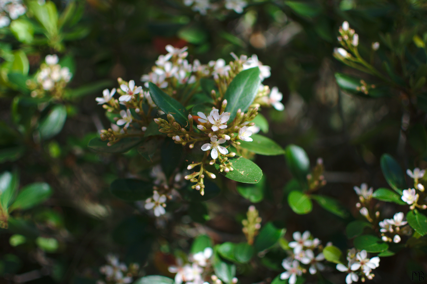 White flowers in soft sun