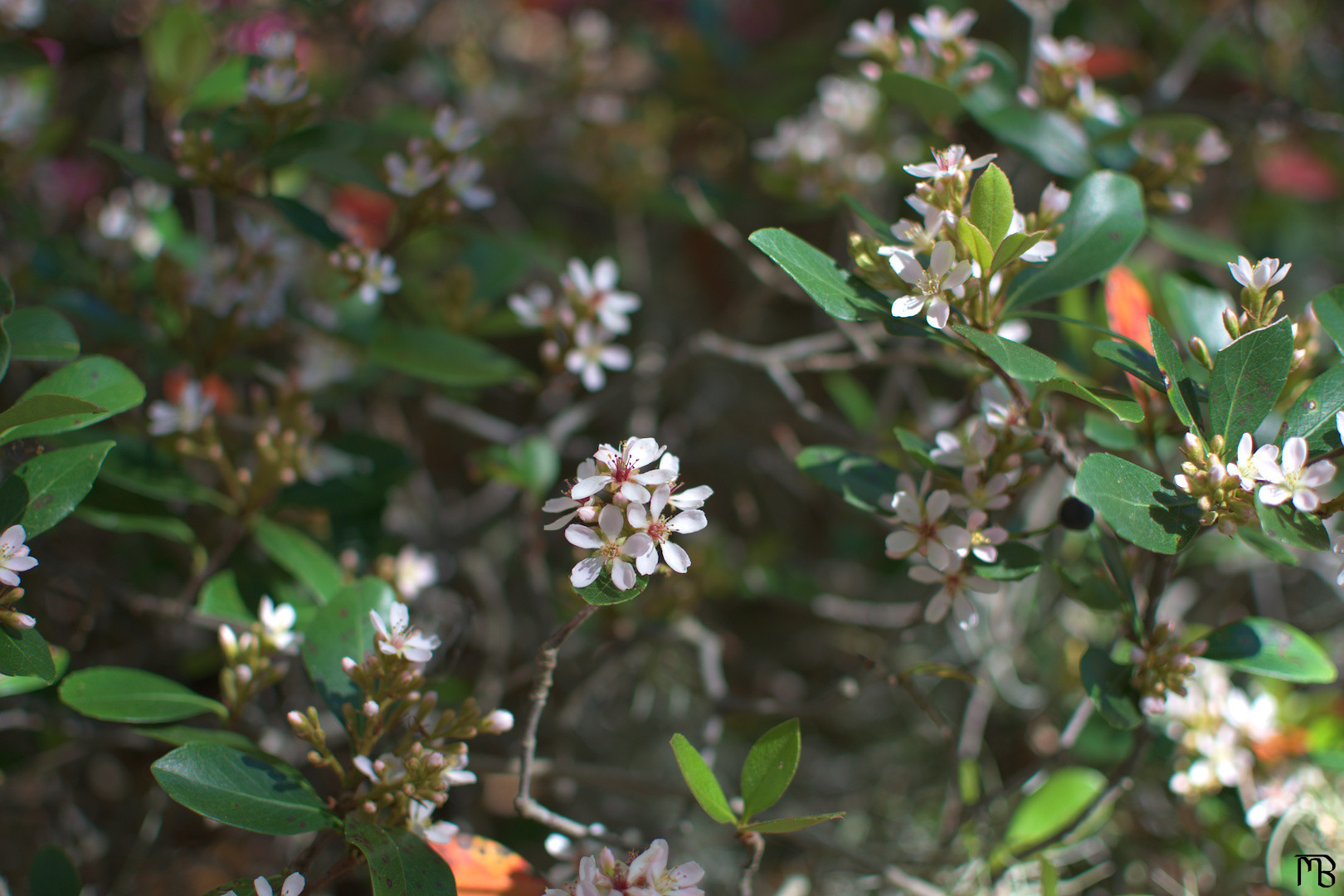 White flower in bush