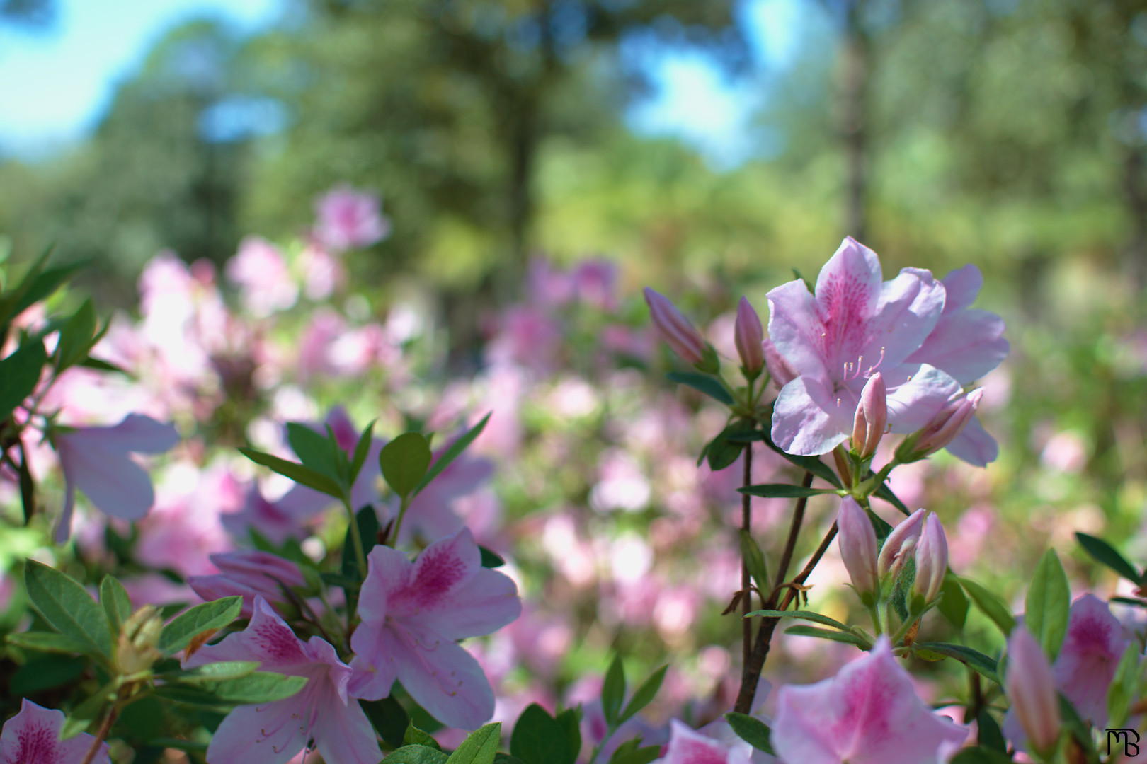 Pink flower in bush