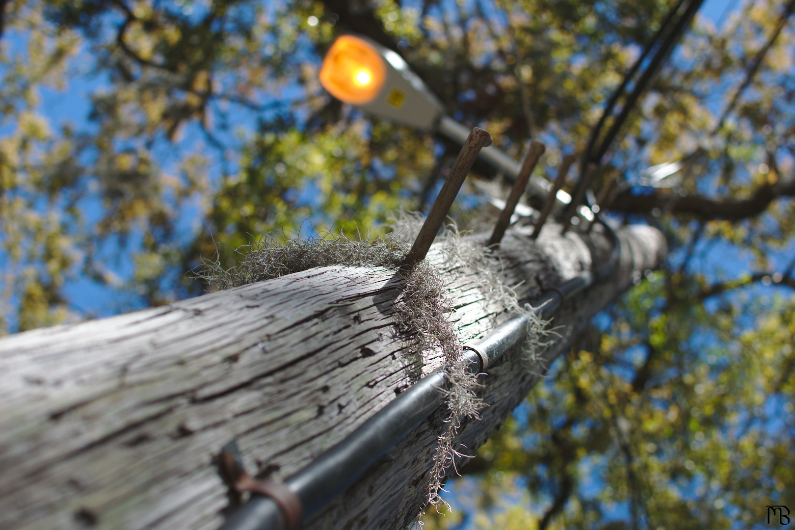 Mossy telephone pole