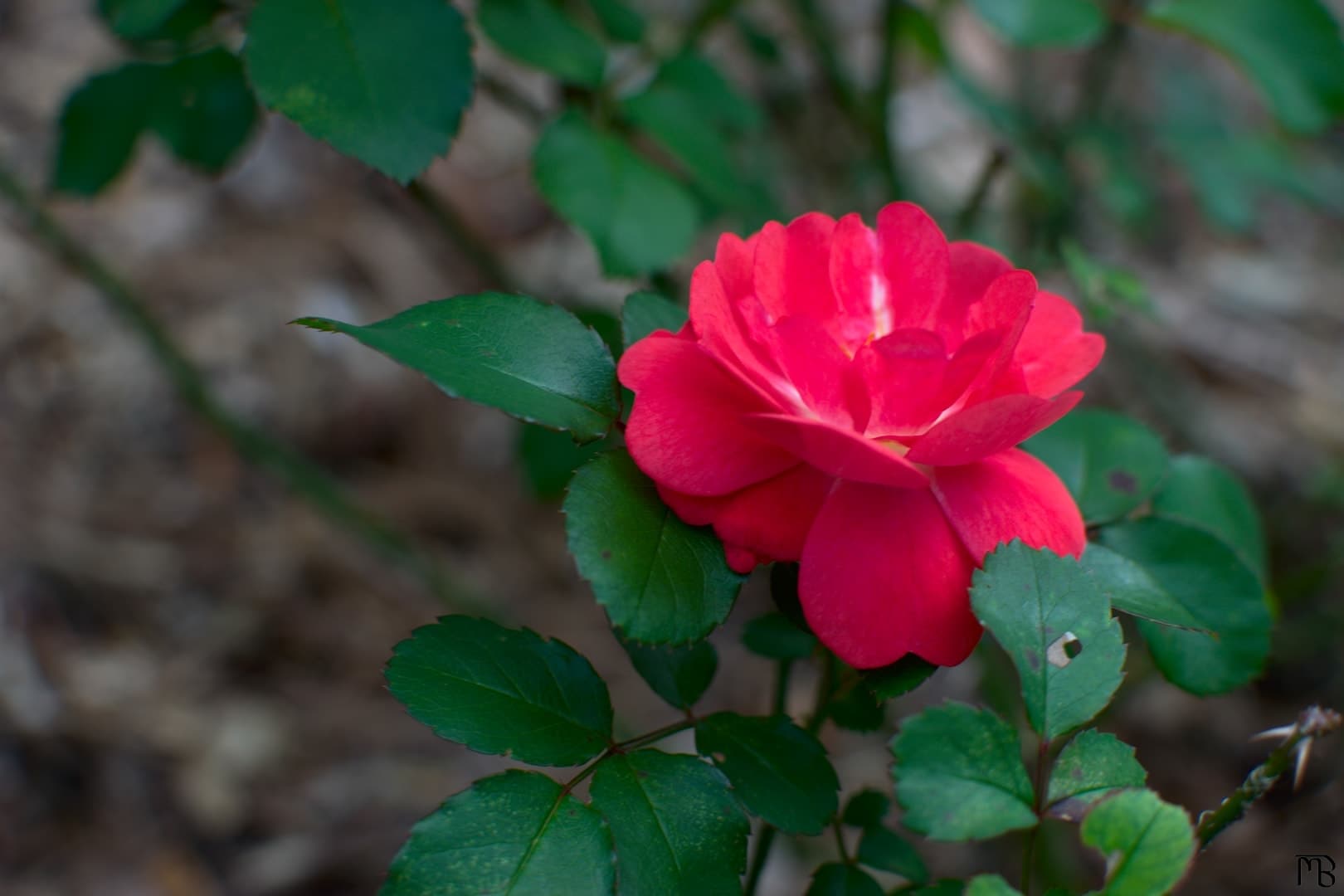 Pink flower in garden