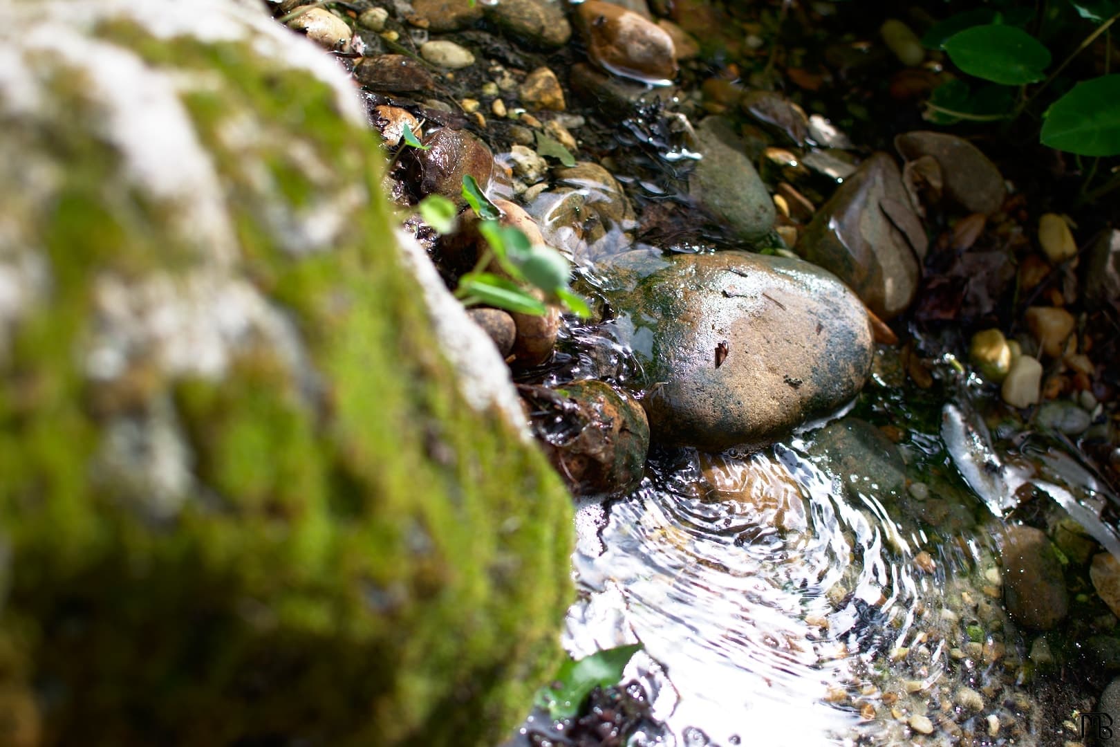 Small creek and stones