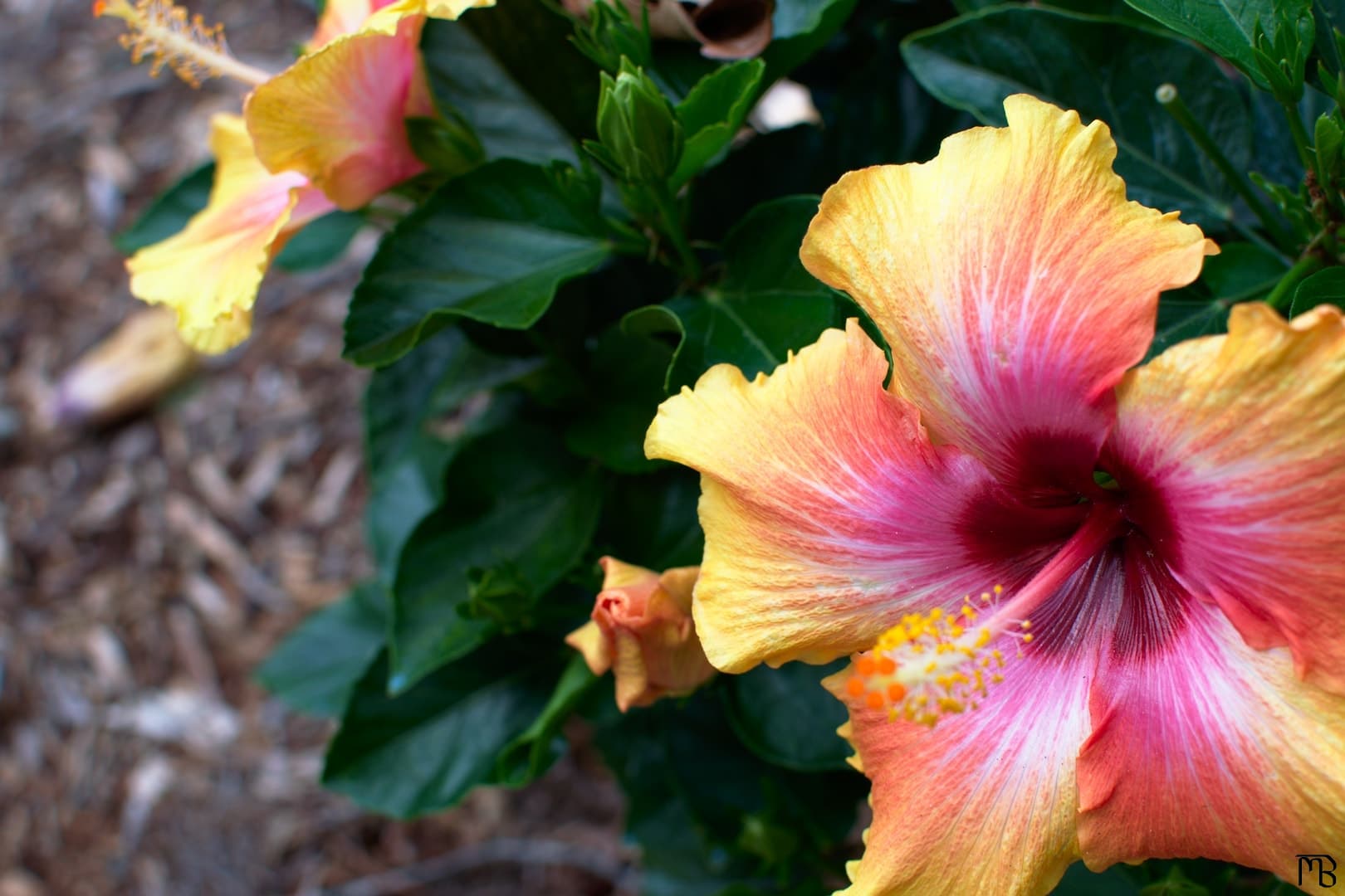 Red and yellow flower